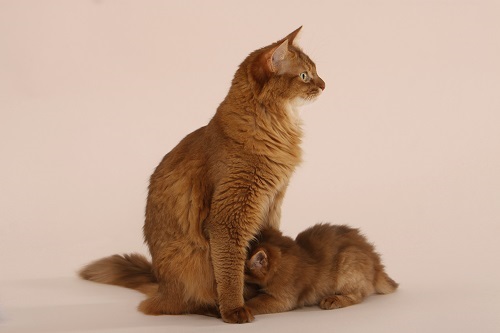 Somalikatzen vom Zankelstein